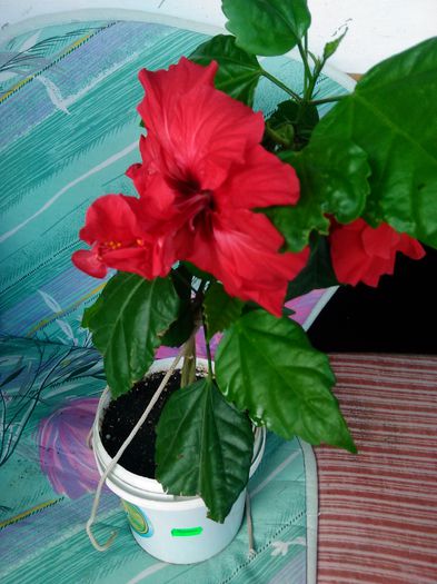 292 - Flori 2015