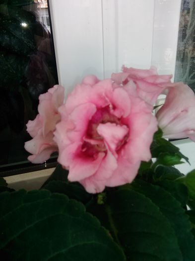302 - Flori 2015