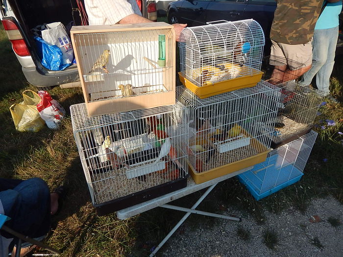 DSCN0038 - Targ Monor August 2015