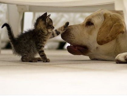 a_baa-Cute-Kitten-And-Dog-Friendsh - animale dragute si amuzante