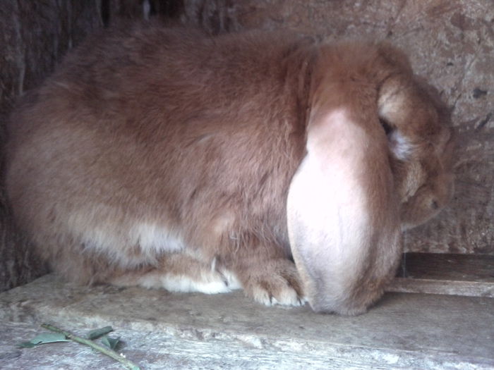 BACCHUS - BERBEC GERMAN ARHIVA