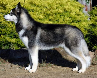 husky - animale dragute si amuzante