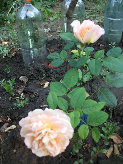 augusta louisa - trandafiri 0