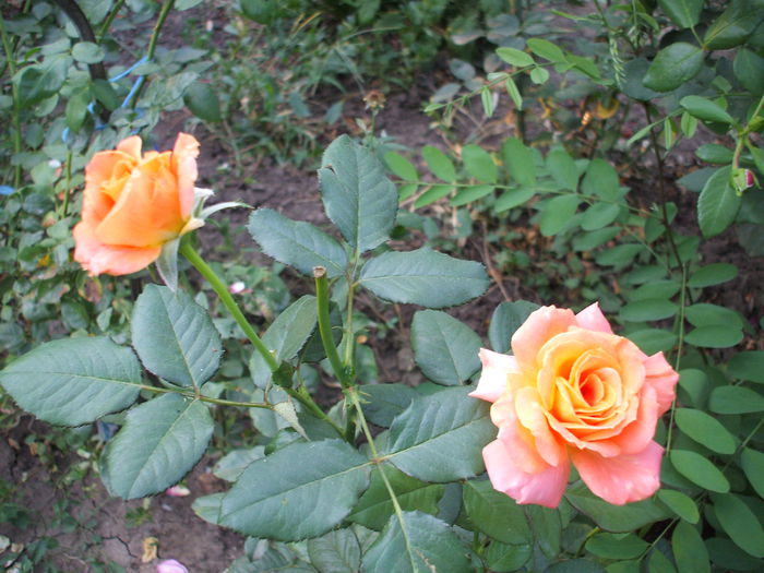 san remo - trandafiri 0