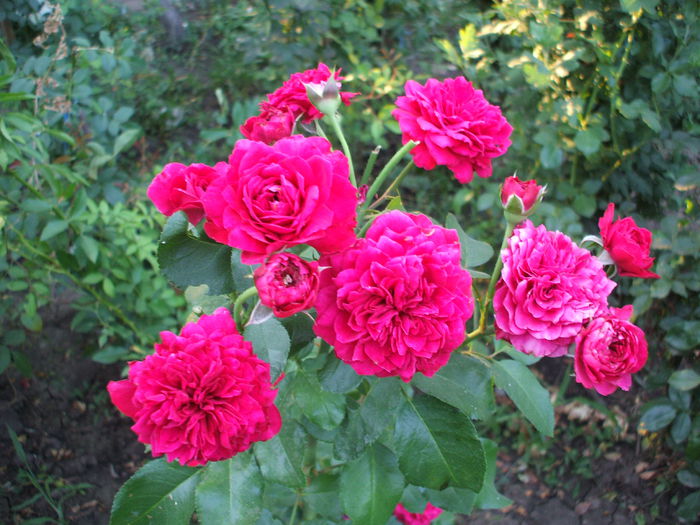 red leonardo - trandafiri 0