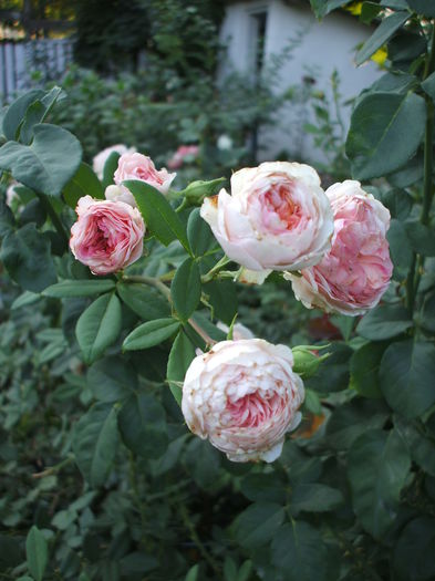 DSCF1588 - trandafiri englezesti 0