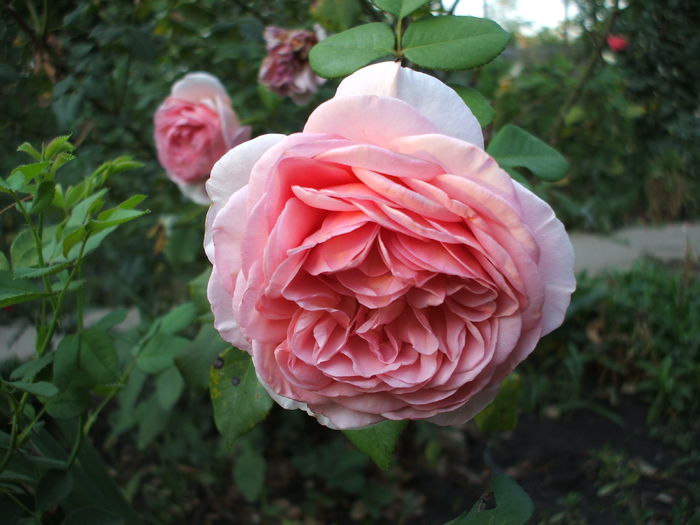 DSCF1602 - trandafiri englezesti 0