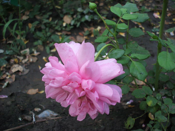 christopher marlowe - trandafiri englezesti 0