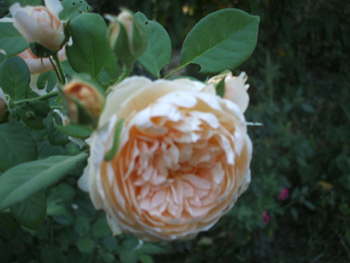 jayne austin- cred - trandafiri englezesti 0