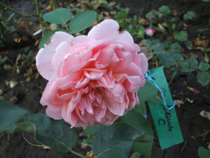 DSCF1636 - trandafiri englezesti 0