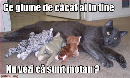 poze-amuzante-poza-amuzanta-motanul-este-suparat-pe-stapan-pentru-faptul-ca-acesta-ia-facut-o-gluma- - animale dragute si amuzante