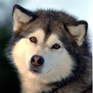 siberian-husky - animale dragute si amuzante