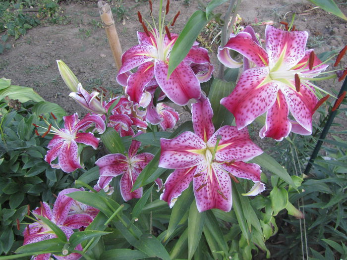 Stargazer - Crini