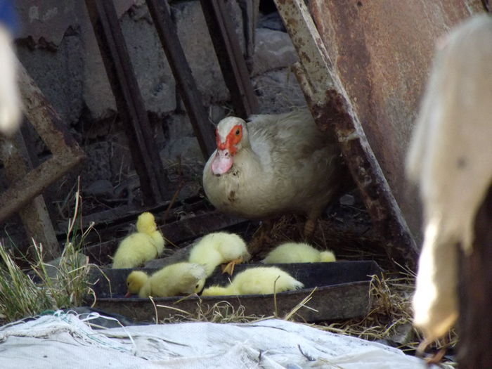 2015-07-24 17.45.00 seria 2 2015 (3)