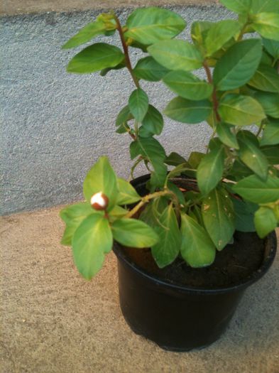 Din aceeasi planta "mama" cu cea rosie - Lagerstroemia - Liliac indian