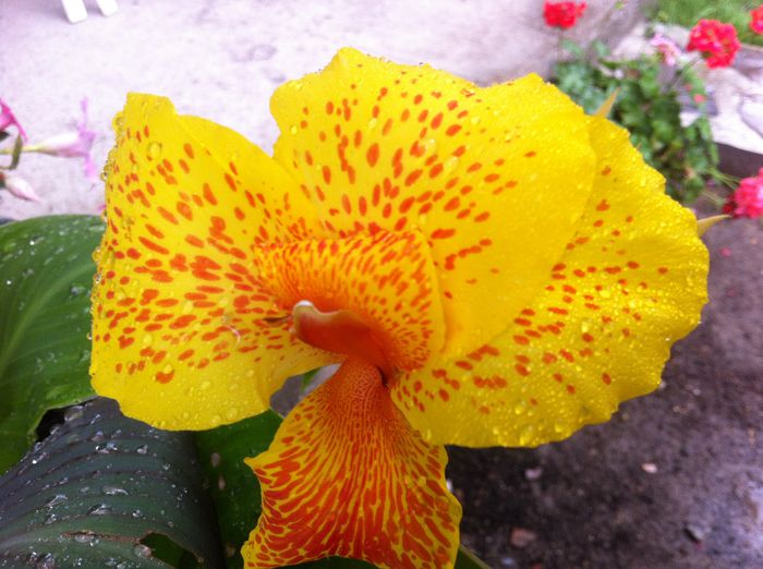 image - canna