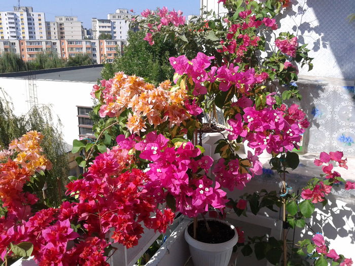 Fotografie-0034 - BOUGAINVILLEA un nou inceput - continuarea pasiunii - 2014-2015-2017