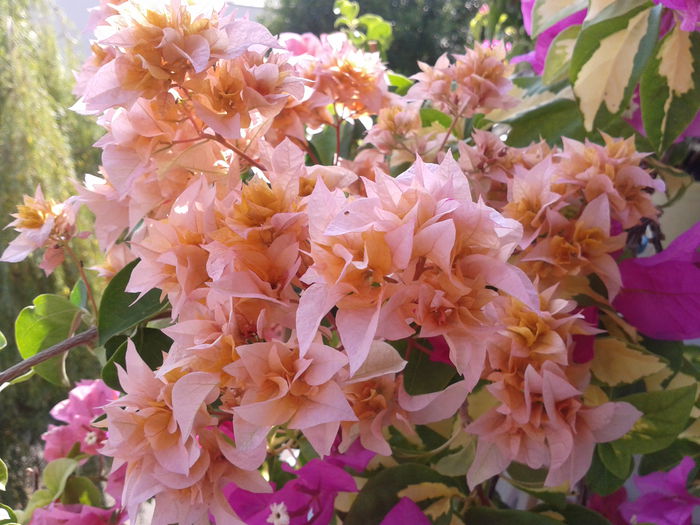 Fotografie-0073 - BOUGAINVILLEA un nou inceput - continuarea pasiunii - 2014-2015-2017