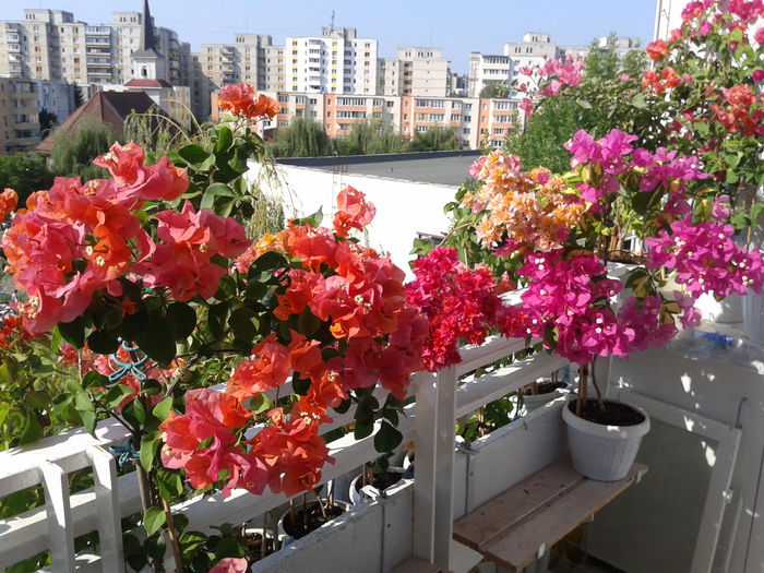 Fotografie-0144 - BOUGAINVILLEA un nou inceput - continuarea pasiunii - 2014-2015-2017