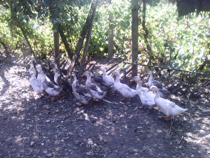 IMG_20150816_101341 - Rate-august 2015