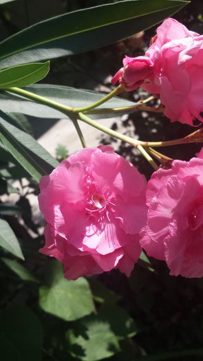 20150816_122252 - Florile mamei 2015
