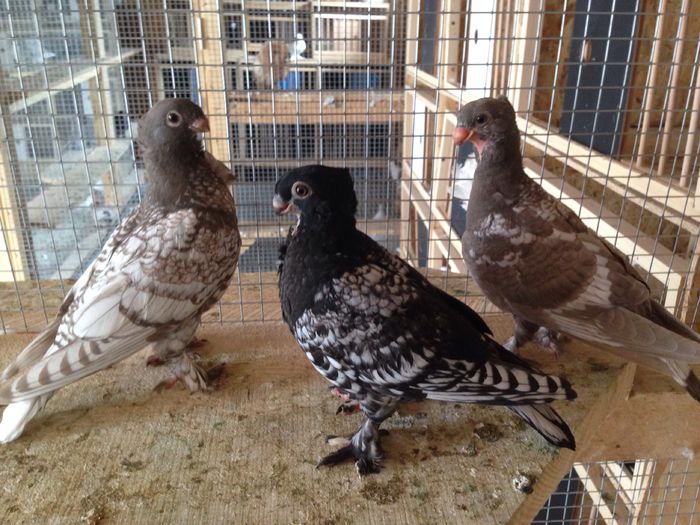 image - 25_BLONDINETI-SATINETI-BLUETI-SILVERETI PUI 2017