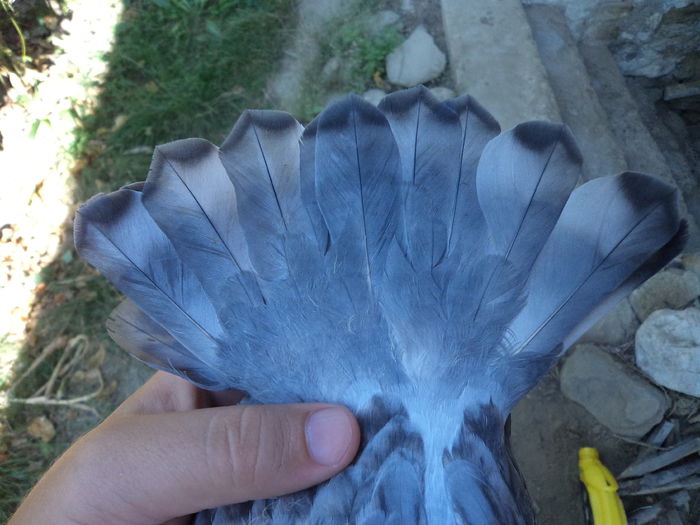 Dominant Opal; Dominant Opal
