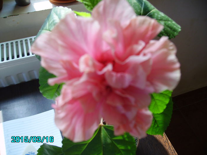 PICT2372 - hibi 2015