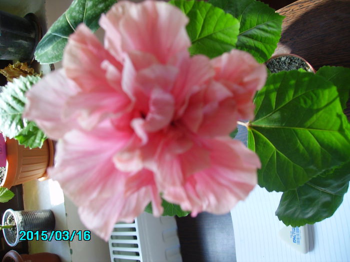PICT2373 - hibi 2015