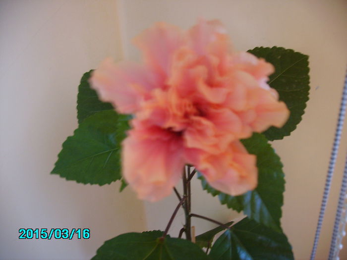 PICT2377 - hibi 2015