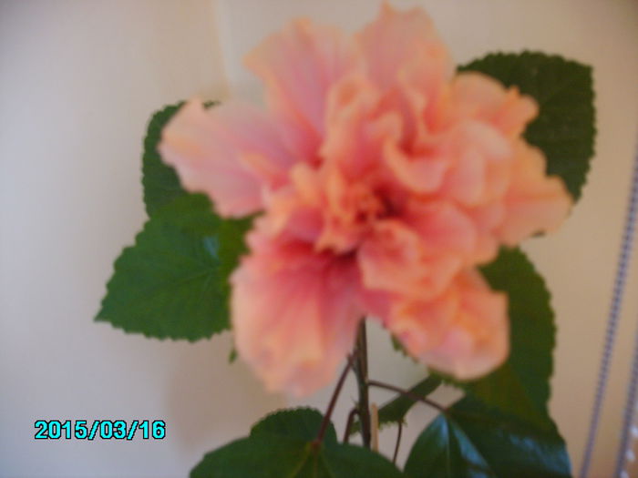 PICT2378 - hibi 2015