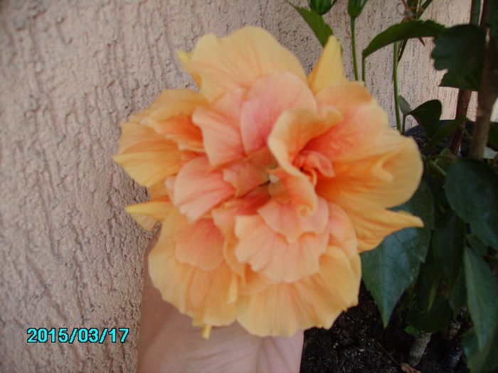 PICT2391 - hibi 2015