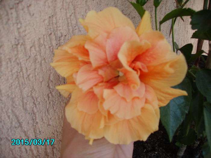 PICT2392 - hibi 2015