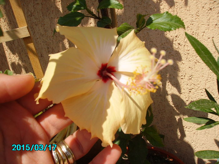 PICT2387 - hibi 2015