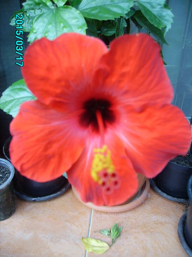 PICT2396 - hibi 2015