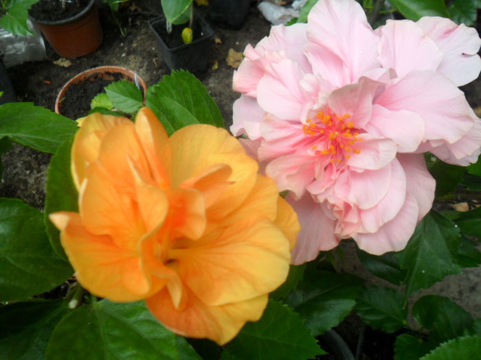 SAM_8670 - hibiscusi 2015-5