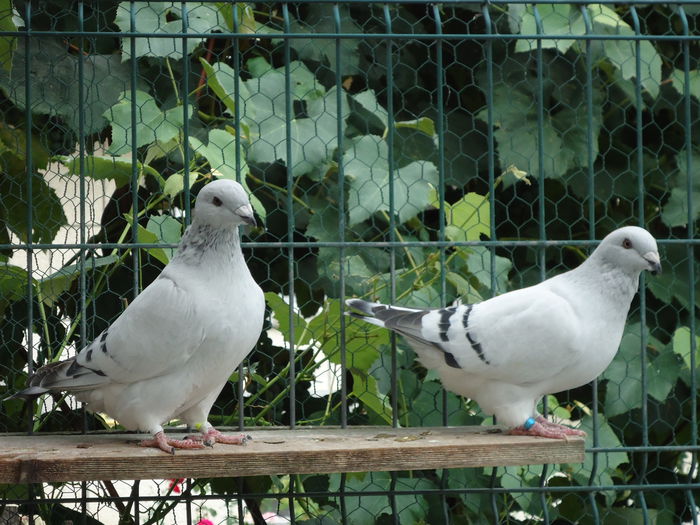 M-2015-10611&F-2015-4383