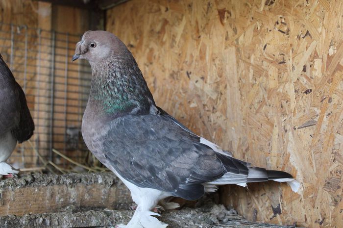 11879147_526952934124341_2702127465144681433_o