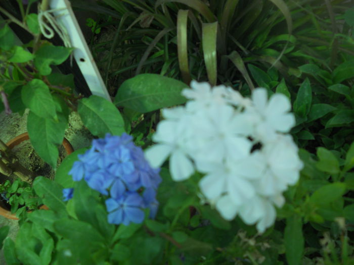 DSCN8427
