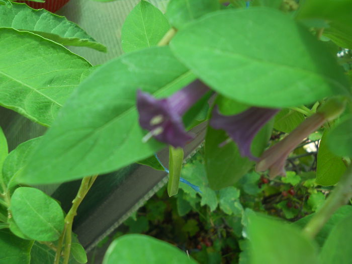 DSCN8429