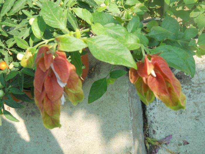 DSCN8436