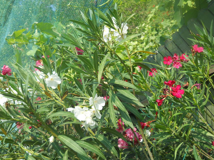 DSCN8439