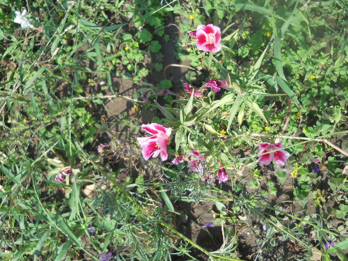 DSCN8448
