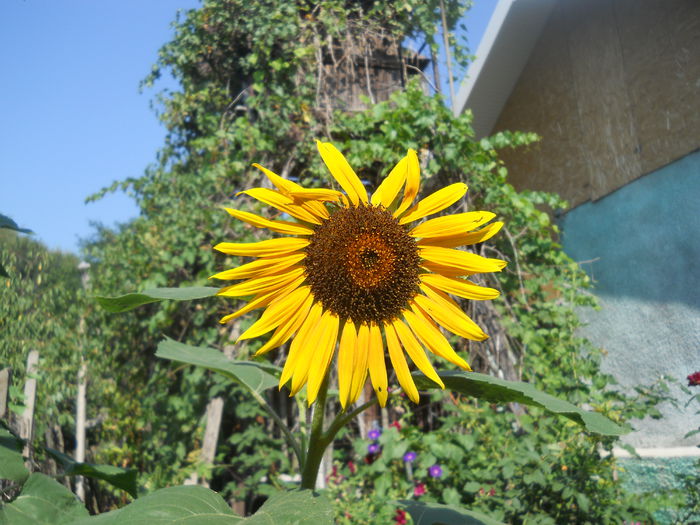 DSCN8464