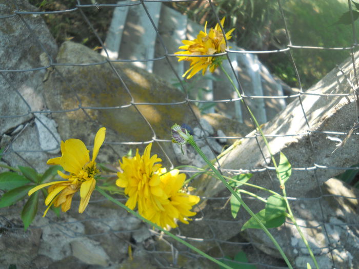 DSCN8483