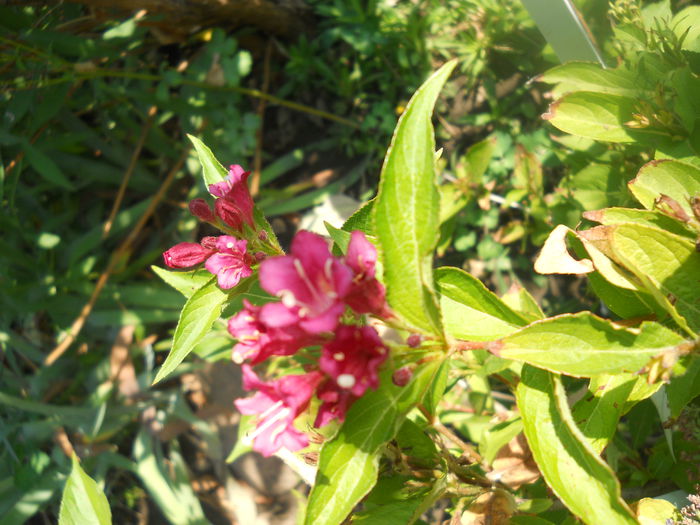 DSCN8490