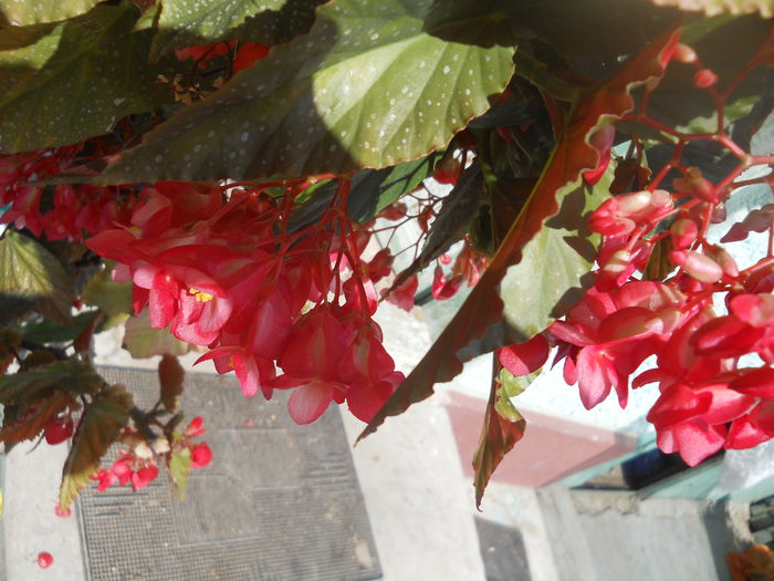 DSCN8501