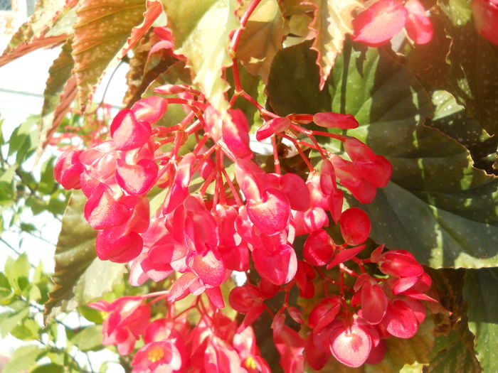 DSCN8502