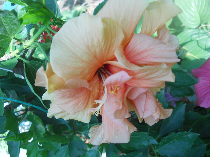 DSCN8416 - A46   HIBISCUS