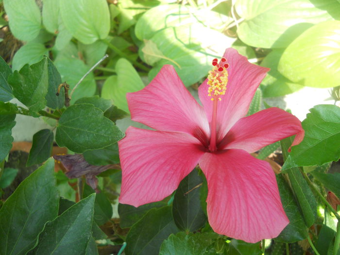 DSCN8417 - A46   HIBISCUS